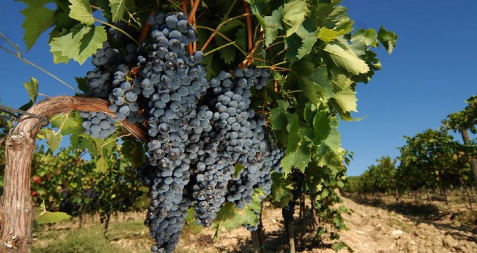winery
