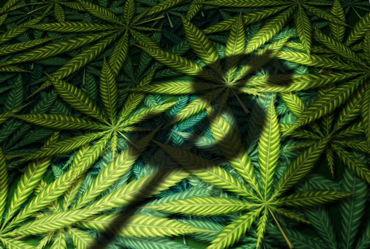 Directors and Officers Insurance For Canadian Cannabis Companies