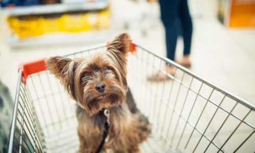 Insurance For Pet Stores In Canada