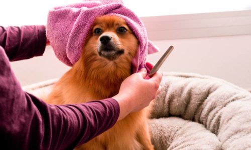 Insurance for Pet Care Professionals