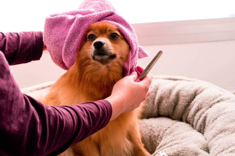 insurance for pet care professionals