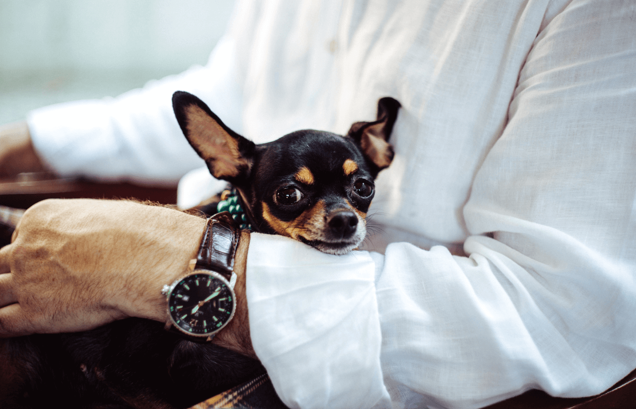 Pet Therapist Business Insurance