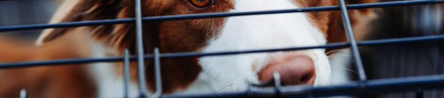 Pet Transport Insurance Insurance Broker