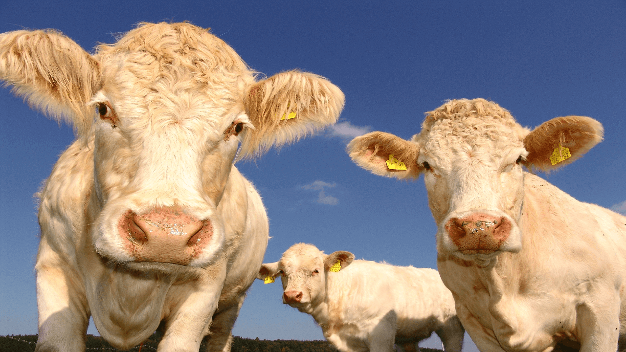 Livestock Dealer Insurance - ALIGNED Insurance brokers
