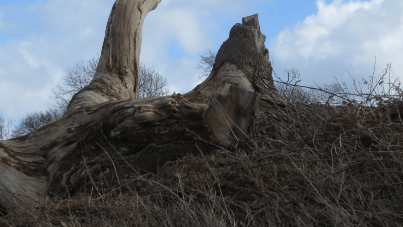 Tree Removal Insurance