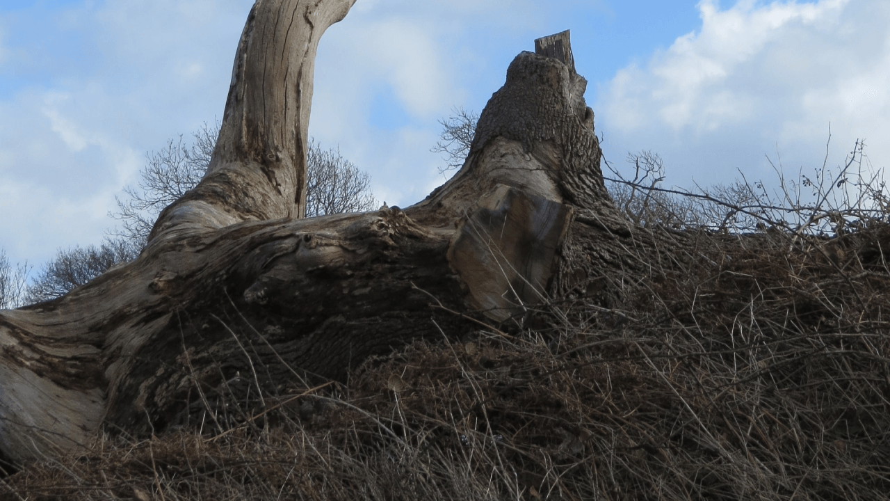 Tree Removal Insurance Insurance Broker tree-removal-insurance-insurance-broker