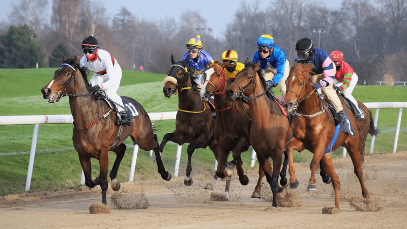 Horse Tracks Insurance