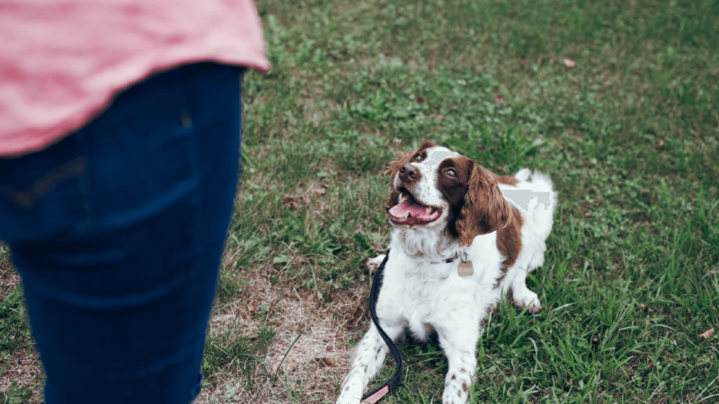 Dog Park Insurance