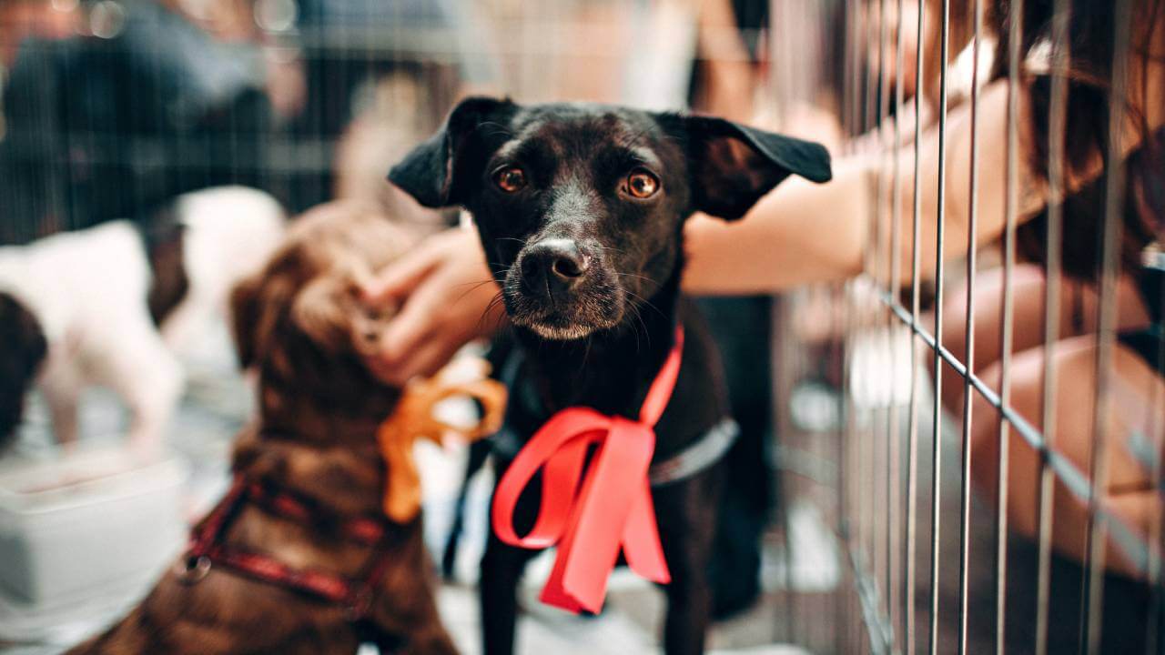 Animal Shelter Insurance