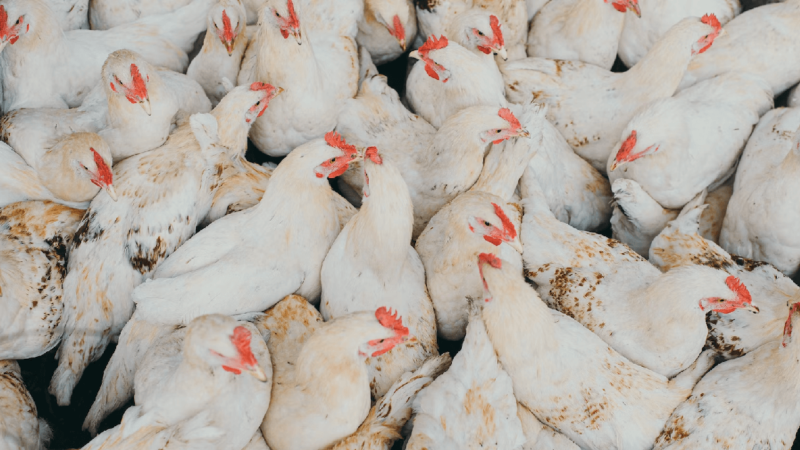 Poultry Farm Insurance