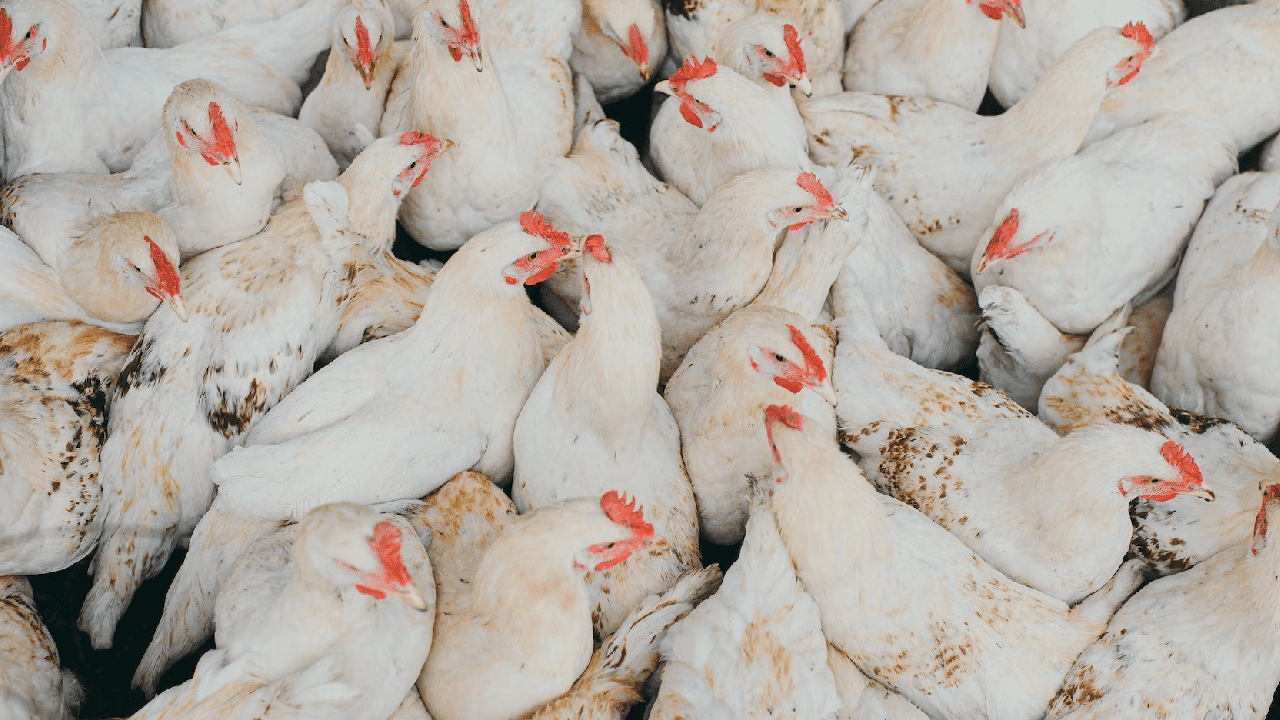 Poultry Farm Insurance